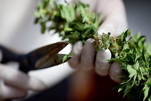 Dazed and confused, like a teenager at her first party, New Zealand seems stuck in a moral morass over medical marijuana. | nzherald.co.nz