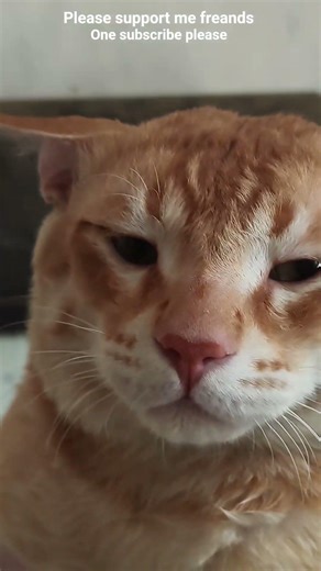 chicken kha ke soye hen raja babu chicken ke liye bahut ladai karta he😁👍 #simbha #eat #chicken