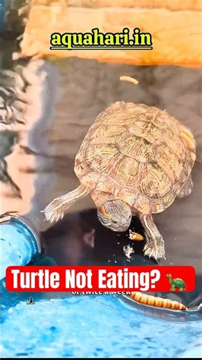 Turtle Not Eating? 🐟🐢 Symptoms & Treatment 🚨 #shorts#redearedslider#turtle#aquarium#vet