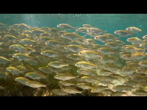 🐟 Mesmerizing Fish School Flow 🔁 Endless Ocean Loop 🌊