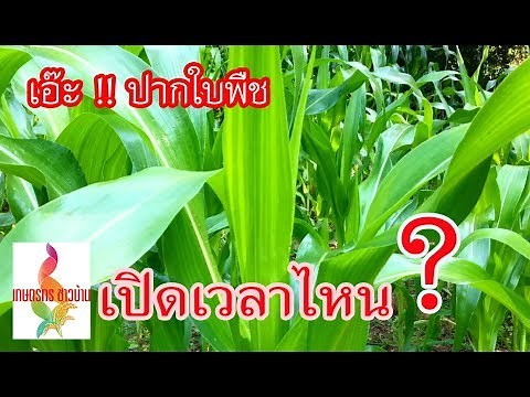 ปากใบพืช เปิดตอนไหน จึงจะให้อาหารทางใบได้ ไปชมคลิปนี้กัน | เกษตรกรชาวบ้าน