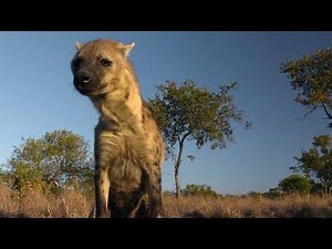 1.3K views · 44 reactions | Hyenas Know Who's Single... Through Scent ►► Watch Full: https://bit.ly/2LRVD6Y | Daily Life Of Animals | Facebook