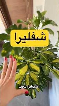 الشفليرا أفضل نبتة للمكاتب 🌿👩🏻‍💻|#نباتات_منزلية #shorts