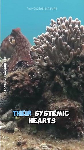 How Does An Octopus Survive Using Three Hearts? #shorts