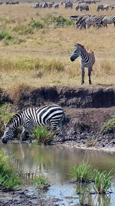 474K views · 3.4K reactions | Thirsty zebra come to drink! #lalashemaasaimara #luxurysafari To enquire about, or book, a safari at one of Lalashe Maasai Mara's Camps you can email reservations@lalashemara.com Call or WhatsApp +254727111195 or visit the website at www.lalashemara.com Download our brochures to learn more about the camps: www.lalashemara.com/brochures | Rob The Ranger Wildlife Videos | Facebook