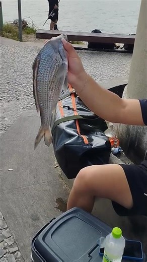 Post-fishing review at the Iamanjá pier in Vitória #spearfishing #fishing #fishingtrip #sportfish...