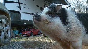 Charles the pig inspires while his family rebuilds after 2016 Gatlinburg wildfires