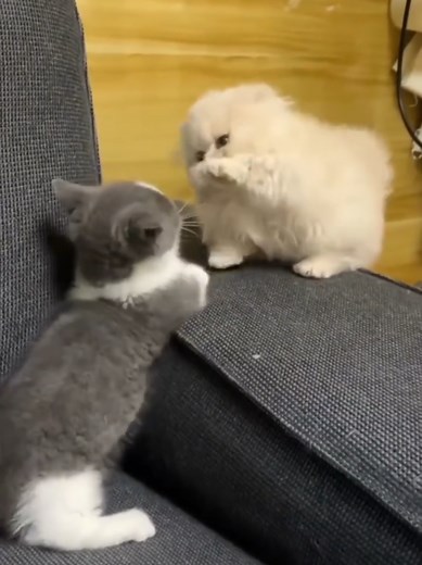 Munchkin Kittens in Epic Cat Fight Compilation