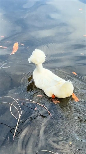 Hilarious Duck with Hair: A Must-See Animal Moment!