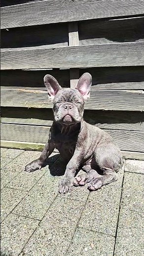 Französische Bulldogge Welpe Blue
