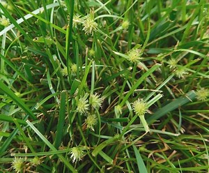 Kyllinga - Alchetron, The Free Social Encyclopedia