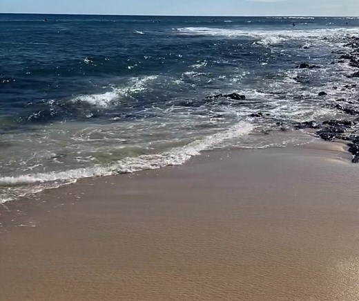 15K views · 904 reactions | Happy Aloha Friday! Pour a cup of Kauai Coffee and join us for a walk on Waiohai Beach to start your weekend. | Kauai Coffee Company | Facebook