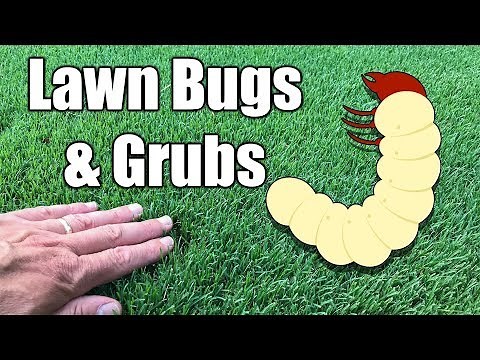 How to Kill Grubs in Lawn