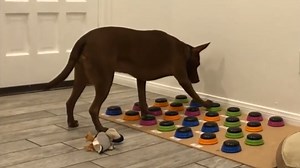 Soundboard Dog | Know Your Meme