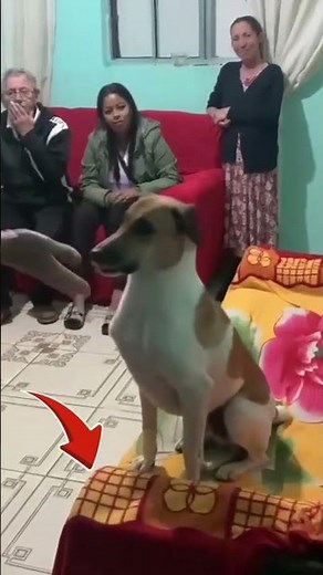 The easiest dog training trick #dogtraining #dogs