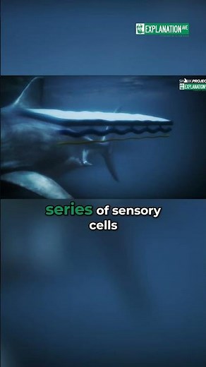Sharks' Amazing Lateral Line: Hunting Secrets Revealed! #shorts