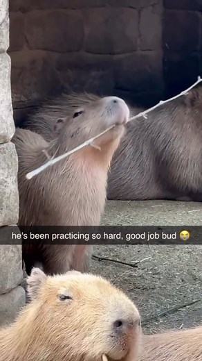 3.3K views · 140K reactions | Capy got his revenge from Harambe #draw #manga #capybara #kungfupanda #funny #akknight | AK Knight | Facebook