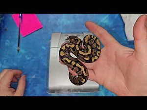 Twenty-sixth Ball Python Clutch Update of 2025: Scaleless!