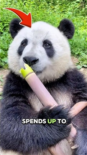 🐼 Why Pandas Eat ALL Day Long! #animalfacts