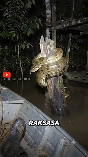 The Real Giant Snake of the Amazon, It’s Not a Python! #animalfacts #giantsnake #amazon
