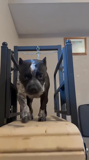 1K views · 63 reactions | Maybe I keep the Slatmill  Wendy said “I like it now that you considered selling it..” jumped on, not geared up, and started to yell at me. Lolol DITTO getting his morning exercise in on the Pacer! | Michaela Holes | Facebook