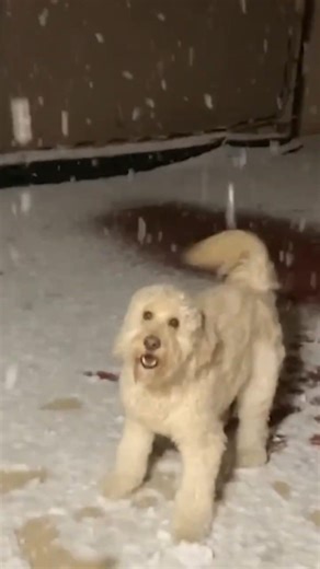 Labradoodle's FIRST Snow Day! ❄️🐶 #shorts #labradoodles #firstsnow #snowdog