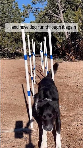 Amazing Dog Trick: Agility Weave Poles