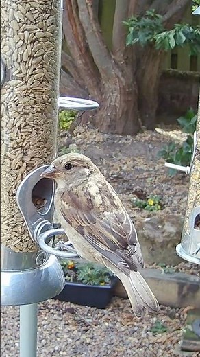 Up close and personal with a gorgeous female house sparrow on the garden bird feeder