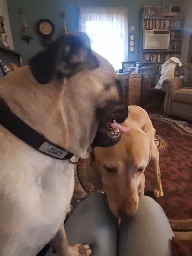 They're the best of friends. Koda and Jake. #pug #bestfriends