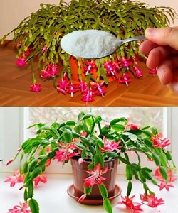 Christmas Cactus in Bloom: The 1-Drop Trick That Revives Your Plant! 🎄🌵💧 See full guide here: 💬👇👇 | Indoor Garden Plants