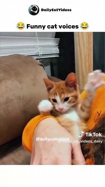 😂 Funny cat dubbing | Follow for next part 😹 | #dailycatvideos #catdubbing #unitedkingdom #catspeaking #funnycatcompilation