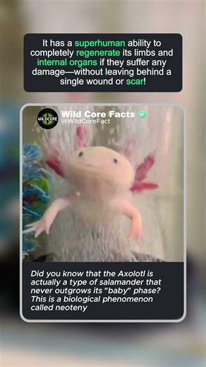 axolotl