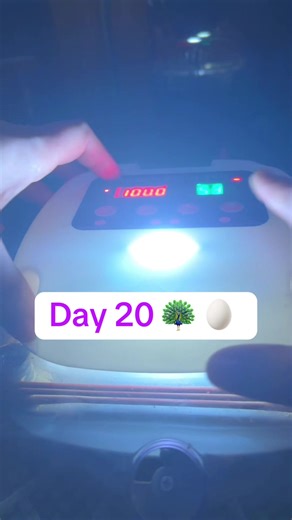 Hatching Peafowl Eggs: Day 20 Update