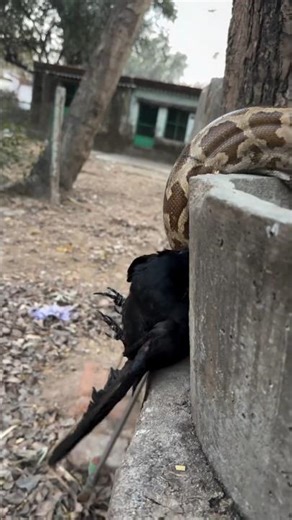 Ecosystem Indian Python Snake Vs Birds #reels