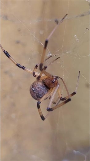 Brown widow spider, California