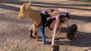 3.2K views · 608 reactions | "Guys . . . Milo is WALKING!!!!!! Milo...