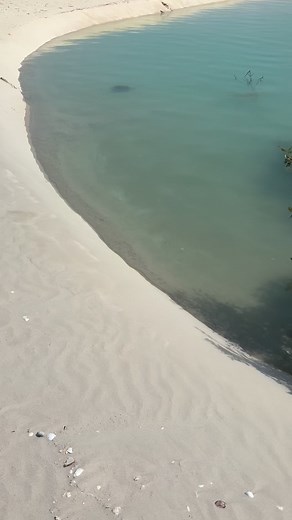 Stumbled across this little guy today on high tide.🐢🐢 #BroomeBeachCo #Turtle #Nature #Explore #HighTide #Beach #WesternAustralia #MarineLife #Coast | Broome Beach Company