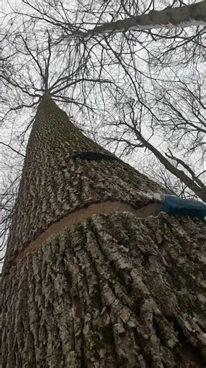 Wedging a tree over 🪓#logging #wedge #felling #shorts #outdoorwork