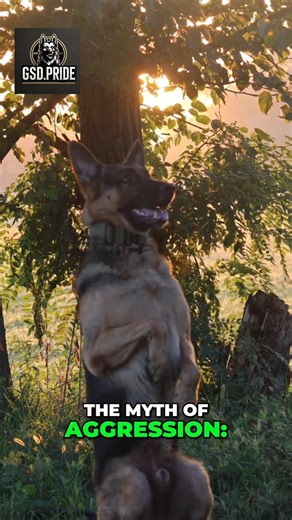 German Shepherd Not Aggressive, Just Misunderstood Drive! #dog #workingdogs #germanshepherd
