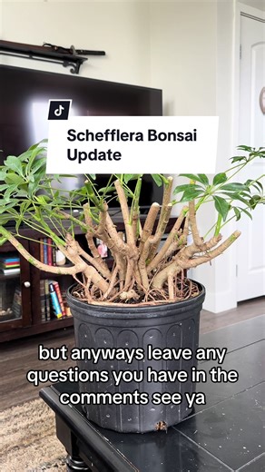 Little update on the Schefflera bonsai #bonsai #bonsaitree #bonsaitips #japan