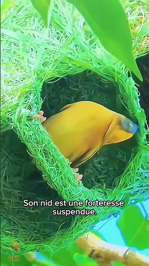 Le Tisserin : l’oiseau architecte le plus incroyable du monde