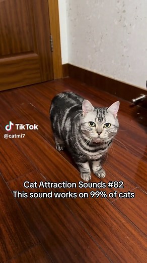 Cat Attraction Sounds #82