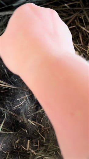 Chow Mein's Little Babies Update