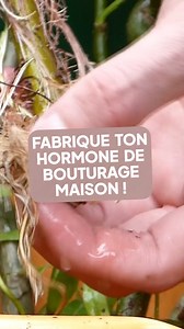 717 reactions · 191 shares |  Découvrez comment préparer l’eau de...