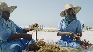 Farming the ocean: From seaweed to skin care