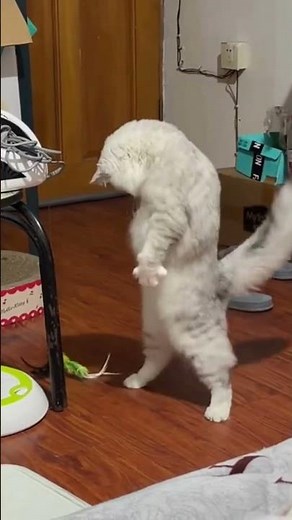 He really just discovered gravity 🌏