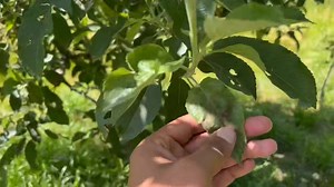 Scab... Infection 🍎🍎🍎 | Horticulture in kashmir