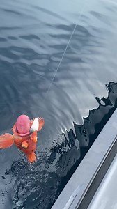 2.2M views · 24K reactions | Fishing rockfish at these depths you never know the species you will catch. These Yellow Eye rockfish are illegal to keep, but they're hard to save once caught unless using a descending device. | California Dawn Sportfishing | Facebook