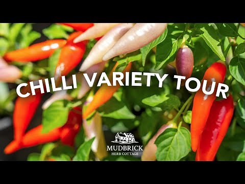 Top Chilli Variety Tour - Mild to Wild 🌶️