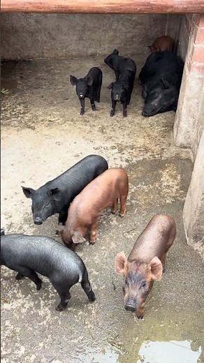 Amazing Pigs Farming Video #enjoyrurallife #naturerurallife #rurallife #mycountrylife #pigfarm